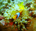   Cute anemone fish Marsa Alam Egypt  
